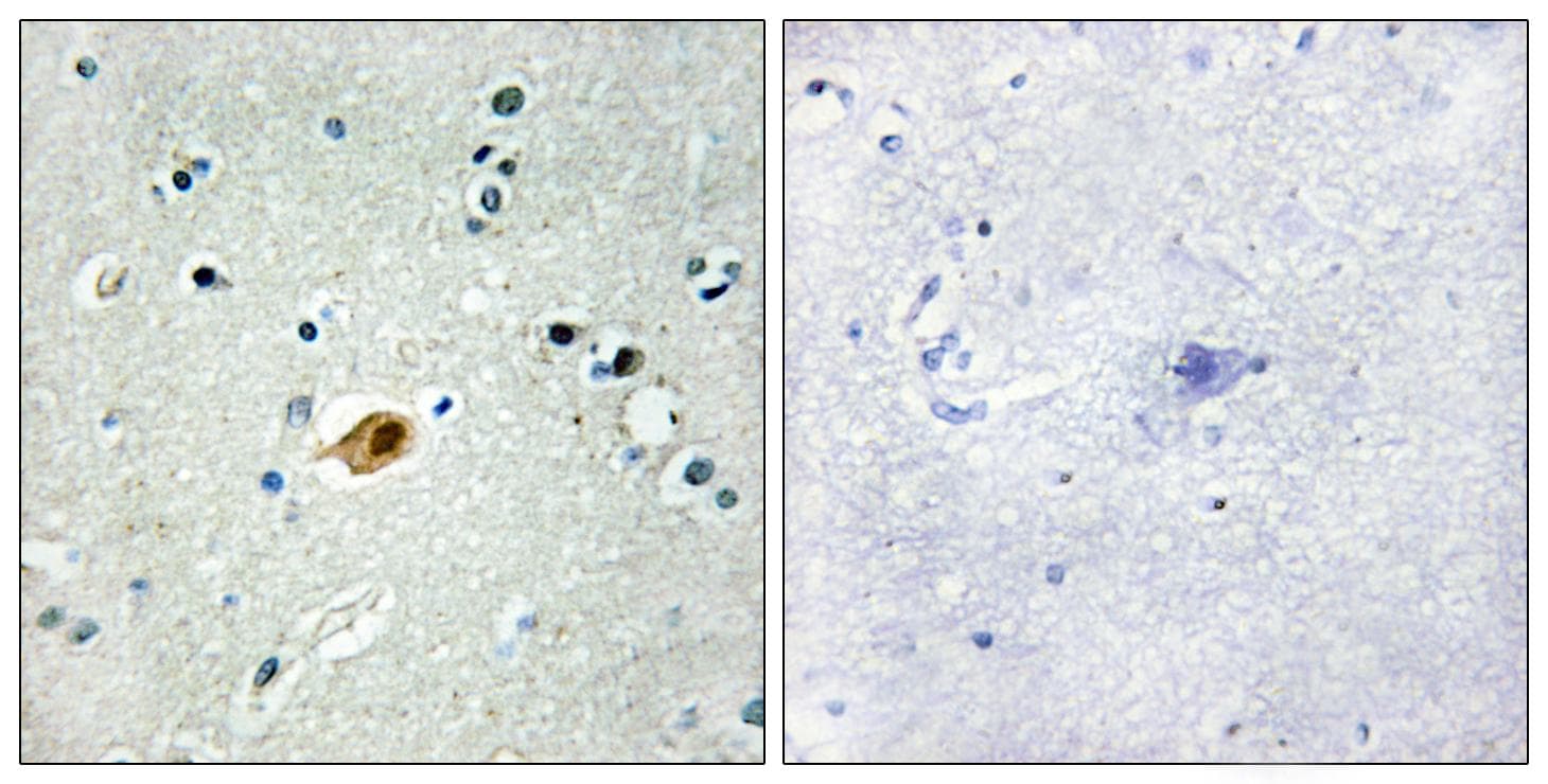 Sox8+9+17+18 Antibody