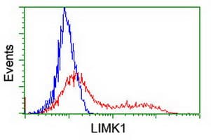 LIMK1 / LIMK Antibody (clone OTI3A3)