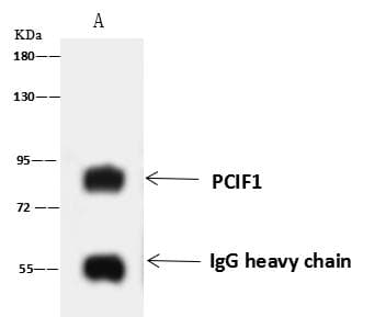PCIF1 Antibody