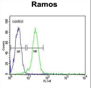 KIAA0226L Antibody (aa379-405)