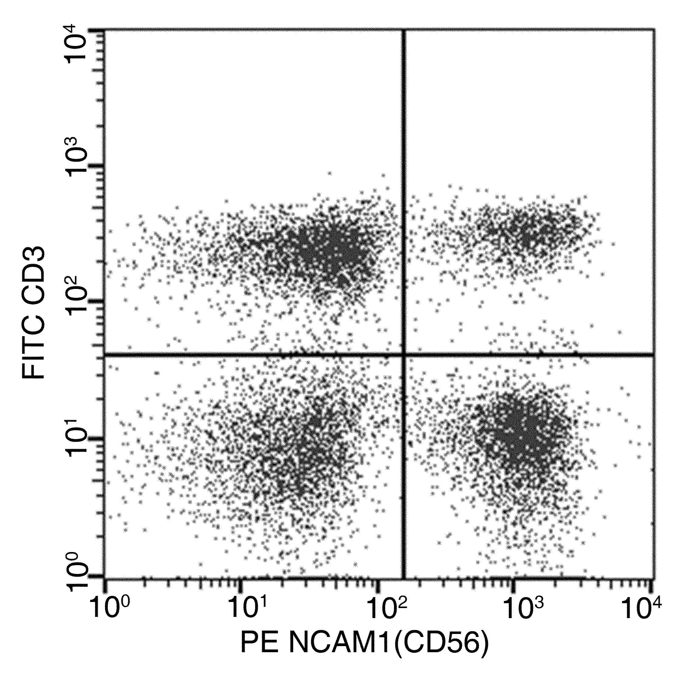NCAM / CD56 Antibody (clone 05, PE)