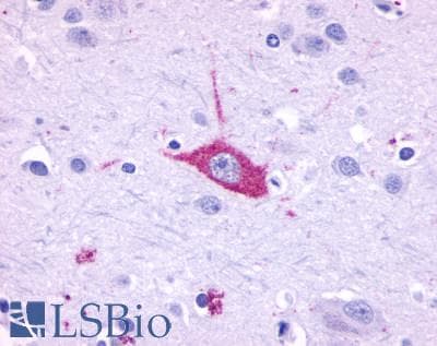 PathPlus™ Polyclonal Rabbit anti-Human OPN5 / Neuropsin Antibody (Transmembrane Domain, IHC)