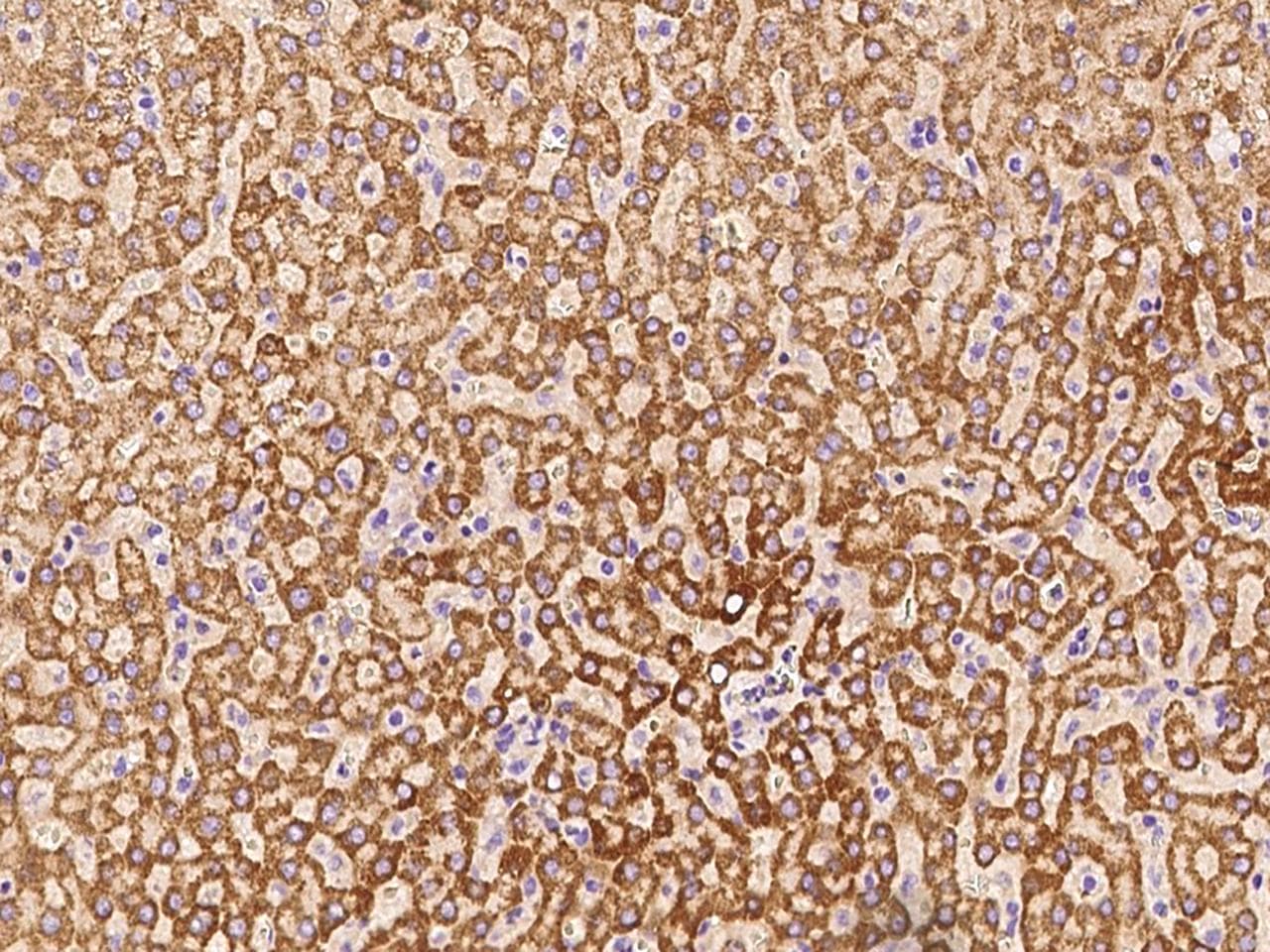 Polyclonal Rabbit anti-Human GCSH Antibody (Preservative Free, IHC)