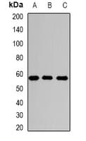 IHC-plus™ SGSH Antibody