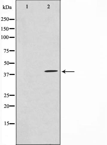 Polyclonal Rabbit anti-Human HEXIM1 Antibody (IF, WB)