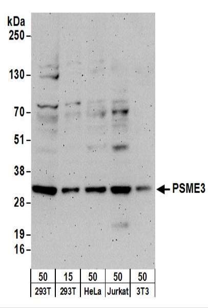PSME3 Antibody (aa204-254)