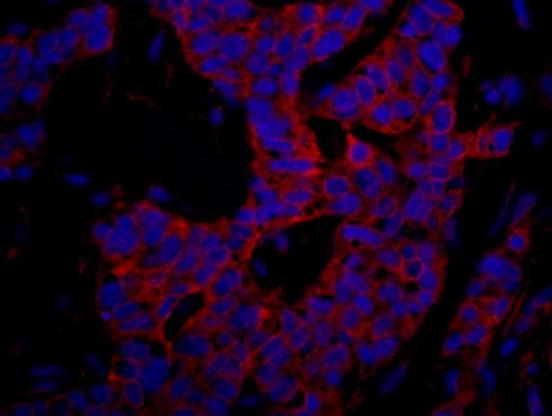 UBR4 Antibody (aa5133-5183)