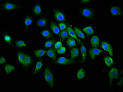 PLCL1 Antibody