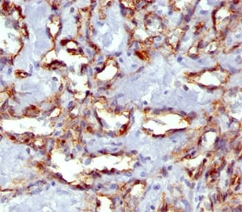 PECAM-1 / CD31 Antibody (clone C31.7, Ready-to-Use)
