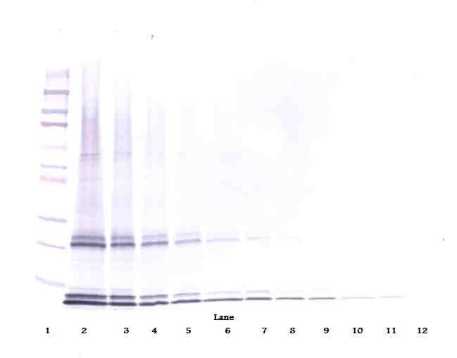 IL15 Antibody