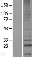 LITAF Protein (Over-Expression Lysate Myc-DDK (Flag))