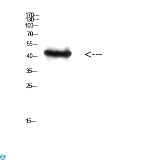 RCC1 Antibody