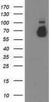 GBP5 Antibody (clone OTI3G1)