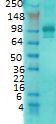 Monoclonal Mouse anti-Mouse DLG4 / PSD95 Antibody (clone 7E3-1B8, IF, WB)
