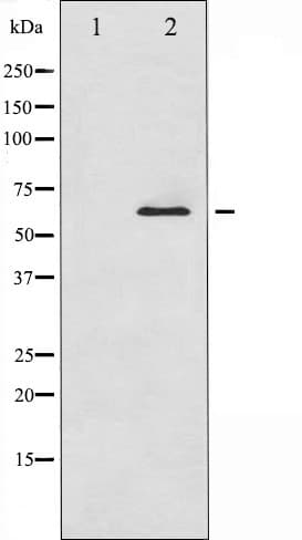 SMAD1 Antibody