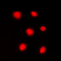 Histone H4 Antibody (phospho-Ser47)