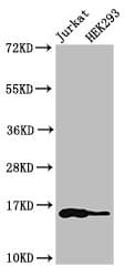 Polyclonal Rabbit anti-Human HIST1H3A Antibody (IHC, IF, WB)