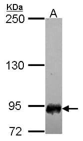Polyclonal Rabbit anti-Human SFMBT1 Antibody (aa13-225, WB)