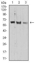 PRDM14 Antibody (clone 4C8B6)