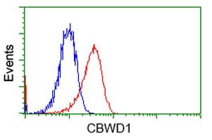 CBWD1 Antibody (clone OTI4D4)