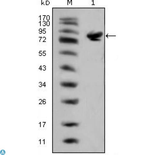 ISLET-1 / ISL1 Antibody