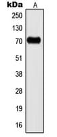 KCNC2 / Kv3.2 Antibody (C-Terminus)