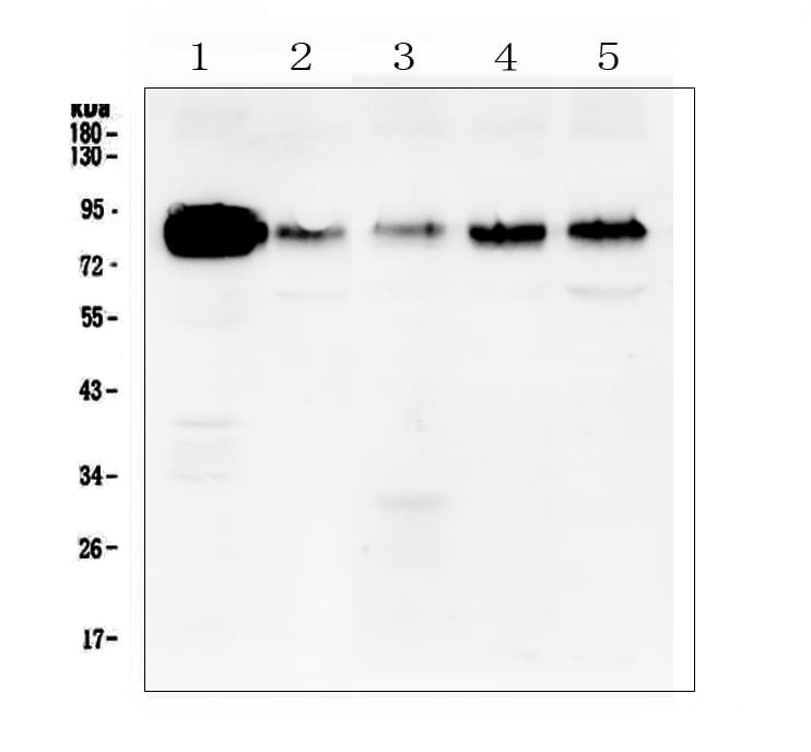 CTTN / Cortactin Antibody