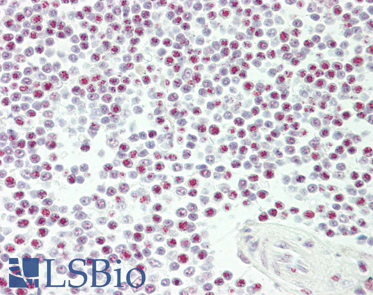 CASP3 / Caspase 3 Antibody (phospho-Ser150)