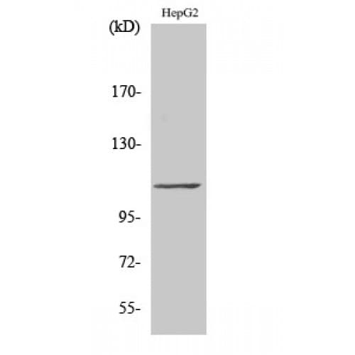 GTF3C2 Antibody (40-120 aa, N-terminal)