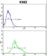 ULK1 Antibody