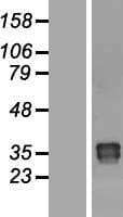 OAF Protein (Over-Expression Lysate Myc-DDK (Flag))