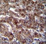 DARS Antibody (aa154-183)