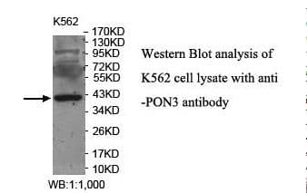 PON3 Antibody (aa185-346)