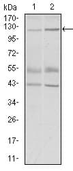 Monoclonal Mouse anti-Human HIWI2 / PIWIL4 Antibody (clone 10G9B11, aa304-434, IHC, WB)