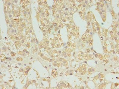 FAM136A Antibody