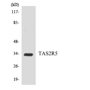 T2R5 / TAS2R5 Antibody (aa168-217)