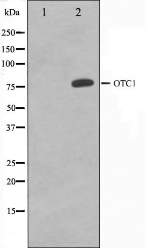 Polyclonal Rabbit anti-Human POU2F1 / OCT1 Antibody (IHC, IF, WB)