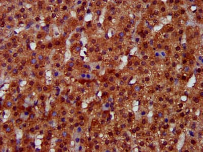 FUK Antibody