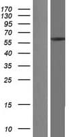 CCT7 Protein (Over-Expression Lysate Myc-DDK (Flag))