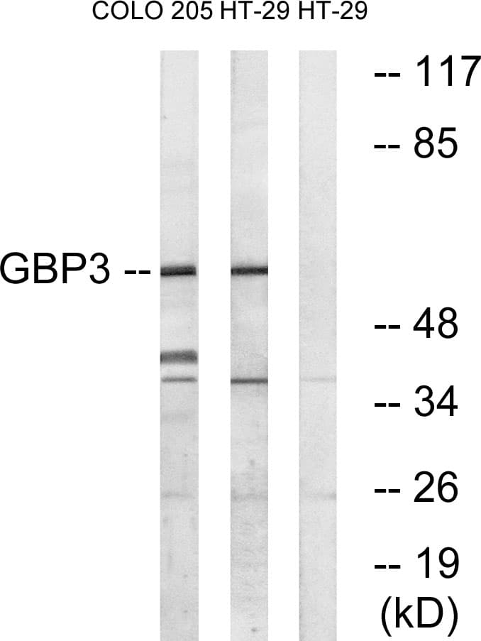 Polyclonal Rabbit anti-Human GBP3 Antibody (aa481-530, WB)