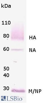 Polyclonal Rabbit anti-Rat GRIN2B / NMDAR2B / NR2B Antibody (C-Terminus, IHC, WB)