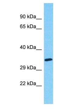 MYADML2 Antibody (aa232-281)