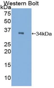 C2CD3 Antibody (aa2051-2323, Biotin)