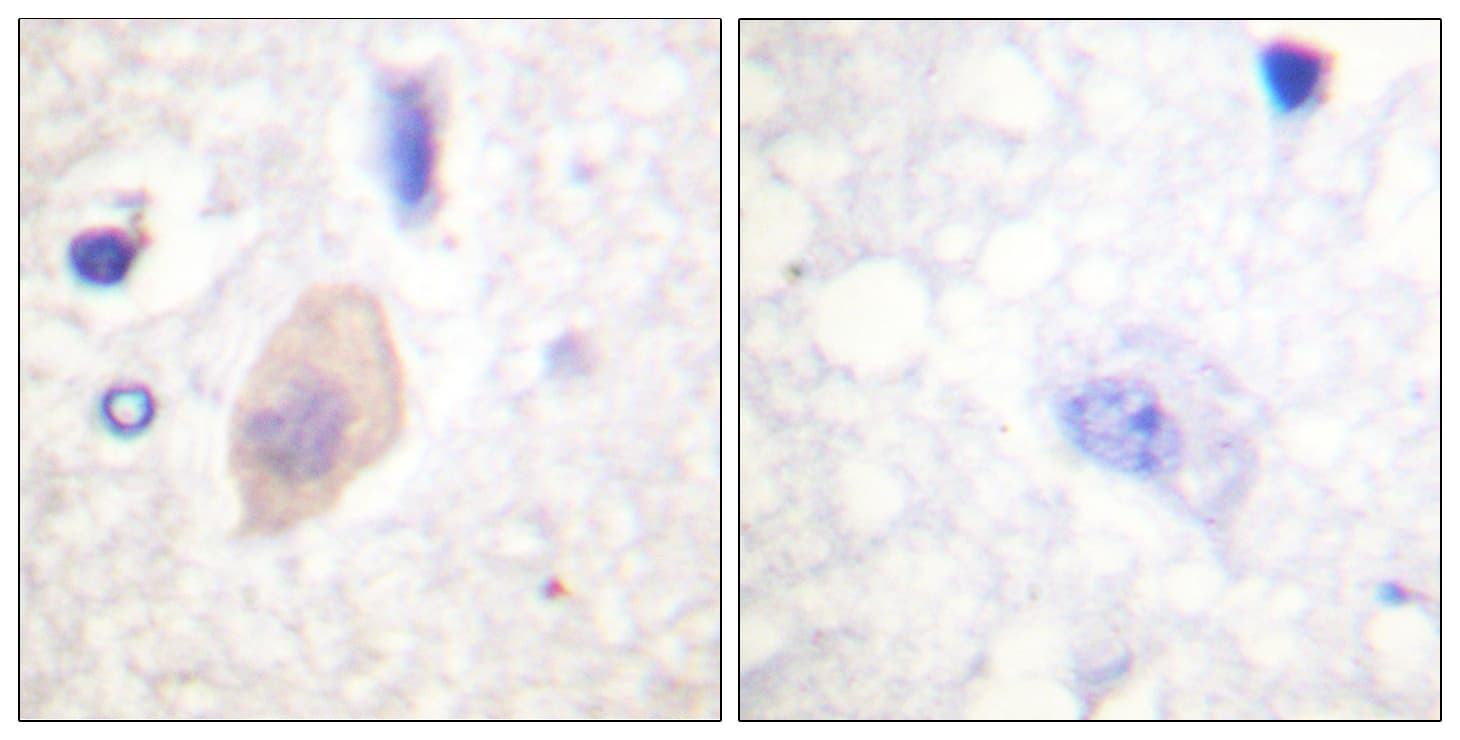 CDC25B Antibody (phospho-Ser353)