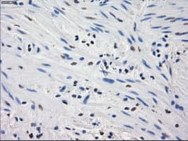 GBP2 Antibody (clone OTI4H2)