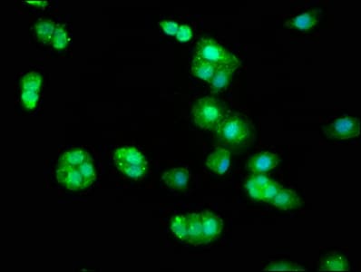 BIN2 Antibody