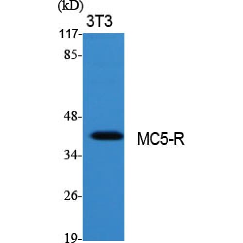 Polyclonal Rabbit anti-Human MC5R / MC5 Receptor Antibody (240-320 aa, C-terminal, IF, WB)