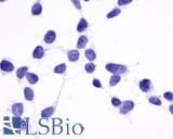 IHC-plus™ GPR137B Antibody (C-Terminus)