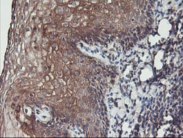 PDRG1 Antibody (clone OTI4F12)