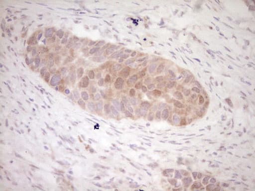 KLF2 Antibody (clone OTI3A10)